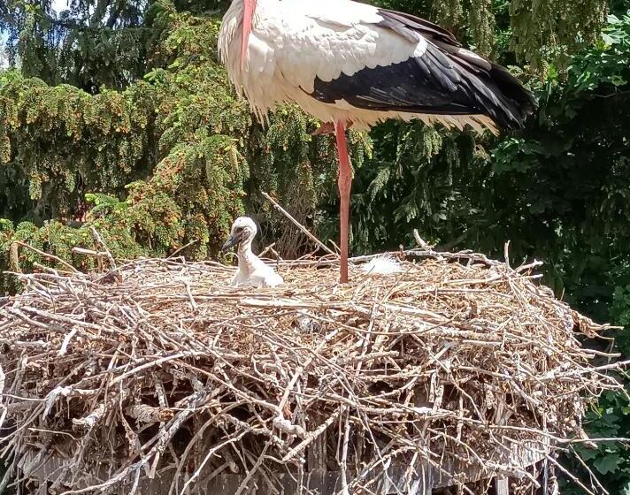 חדר סטנדרט פנימי, Gites Ostheim