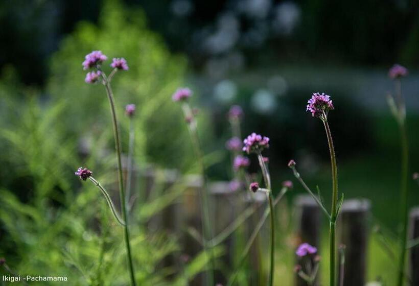 デラックスルーム, San Francesco Guest House