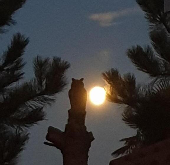 スタンダードスタジオ, Redhouse Studio Zen