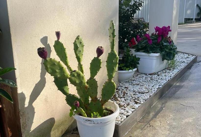 スタンダードルーム, Home D&d