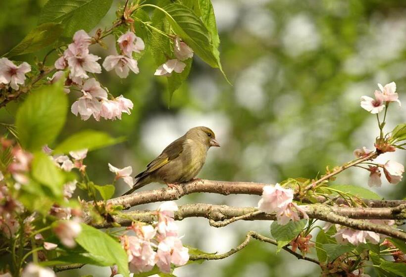 Номер Стандарт Вид на Море, Romantica