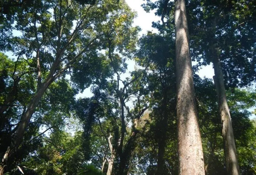 エコノミールーム, Budaya Kaki Rinjani