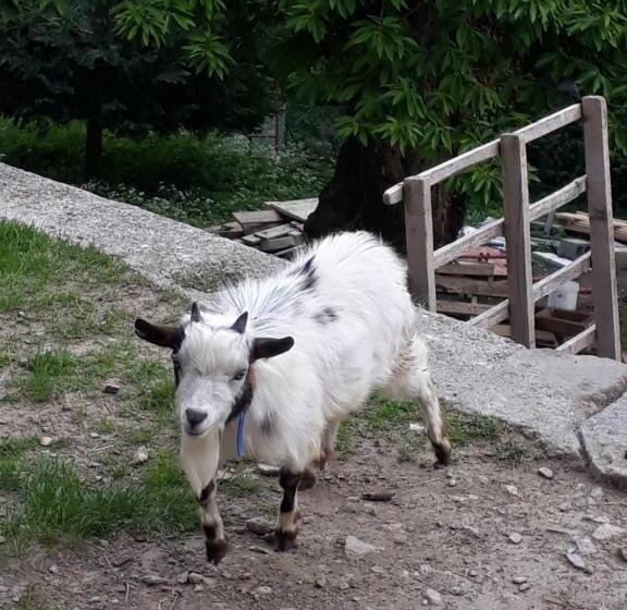 اتاق استاندارد, Foresteria B&b Vecchiascuola Pianazzola