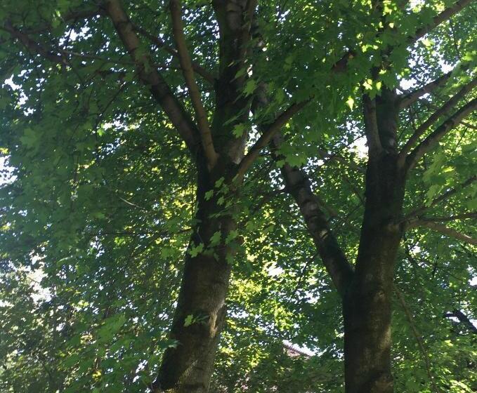 Апартаменты 1 Спальня Нижний Этаж, Apartment Im Grünen