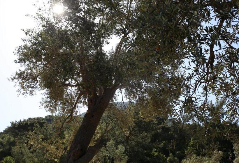 Standard Bungalow Trädgårdsutsikt, Artolive Datca