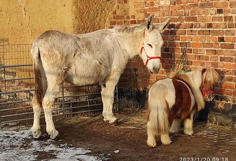 Номер Стандарт, Pferdepension Jäger