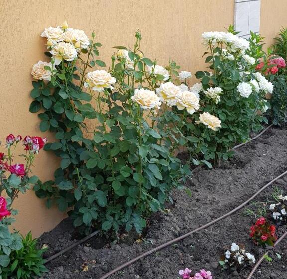 آپارتمان 1 خوابه با چشمانداز دریا, Boulevard Sea Residence