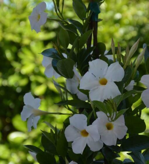 شقة غرفتين, Santa Venere Apartments Parcheggio Privato Ricarica Auto Elettriche