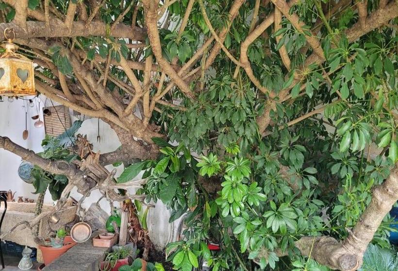 חדר דלוקס, Su Cunventu