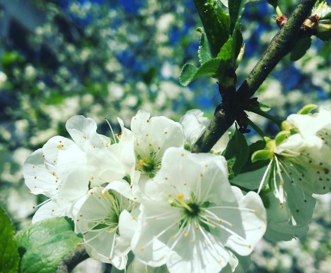 חדר סטנדרט לארבעה, B&b Cafe  Fausu