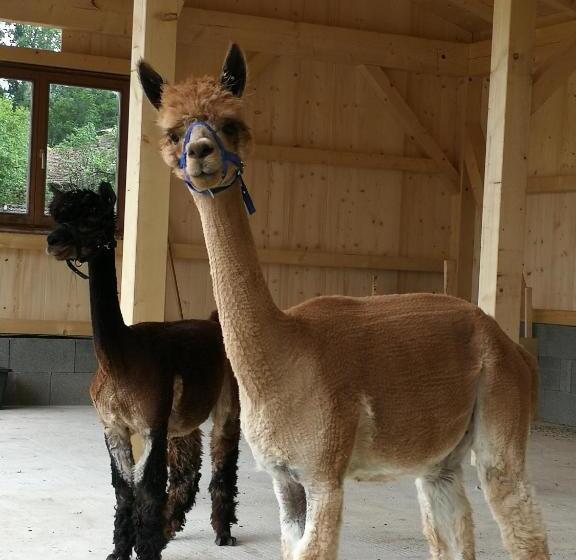 バルコニー付きスタンダードルーム, Ferienhof Moyer