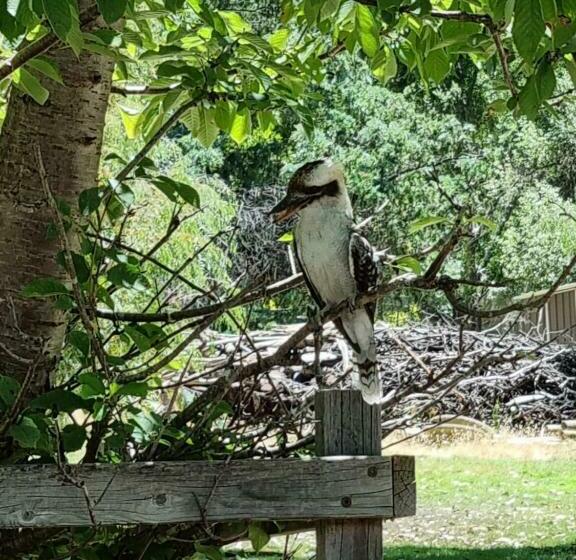 Студия Стандарт, D'altons Studios