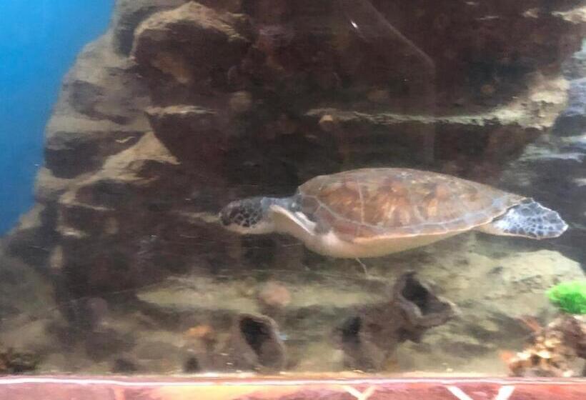 Familie Værelse, Hirado Kaijyo