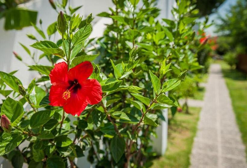 דירת חדר, Ilios And Irene