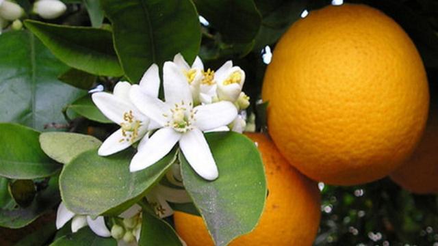 １ベッドルームアパートメント, Su Pasu