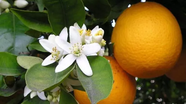 آپارتمان 1 خوابه, Su Pasu