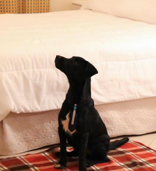 Standard-huone, Vitória Hotel Residence Newport