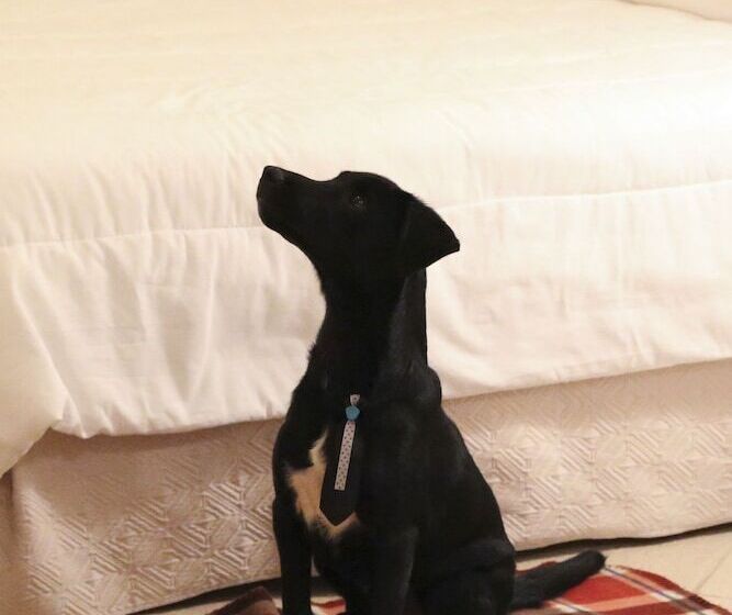 Standard-huone, Vitória Hotel Residence Newport