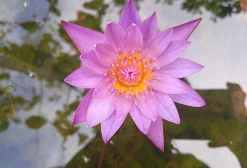 スタンダードルーム, Green Garden Hiriketiya