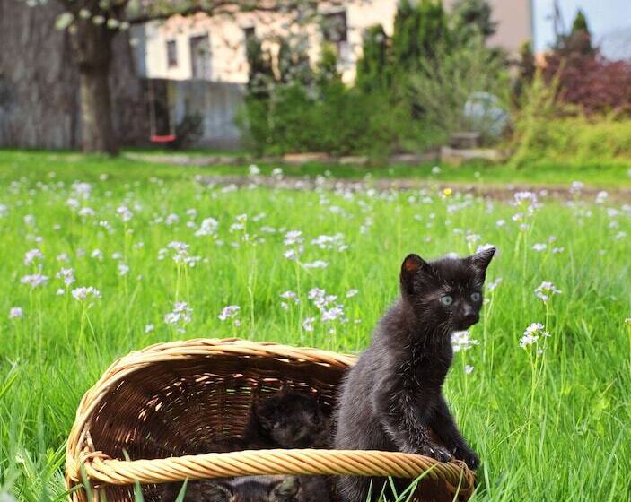 コンフォートルーム, Pension Marlis