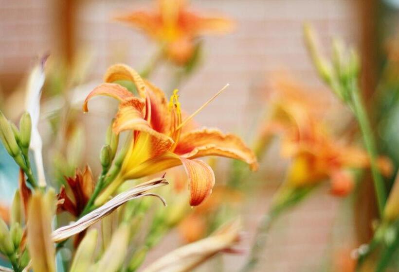 标准间, Alt Oesselse