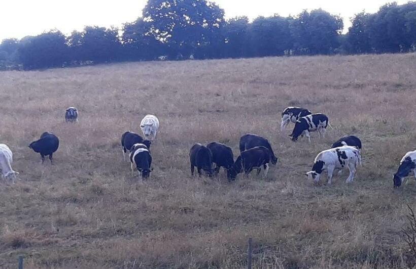 غرفة قياسية, Les Chambres De La Fontaine De Brul