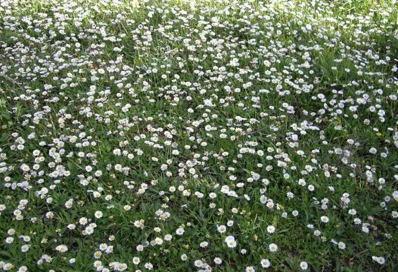 آپارتمان 1 خوابه, Trulli Convertini