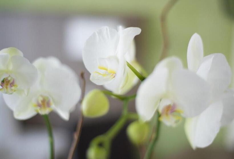 חדר סטנדרט יחיד, Amaris