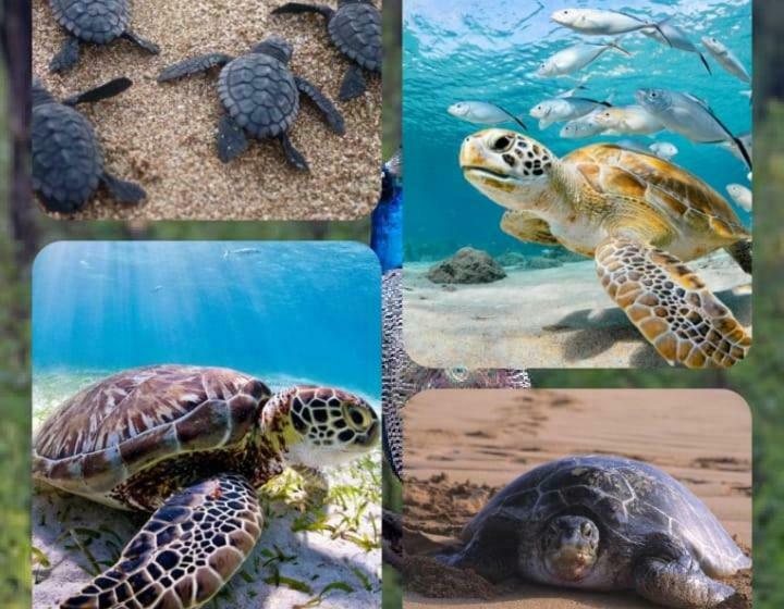 Medencére Néző Standard Szoba, Home In The Island