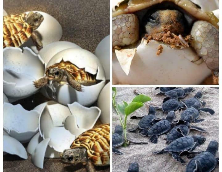 Medencére Néző Standard Szoba, Home In The Island