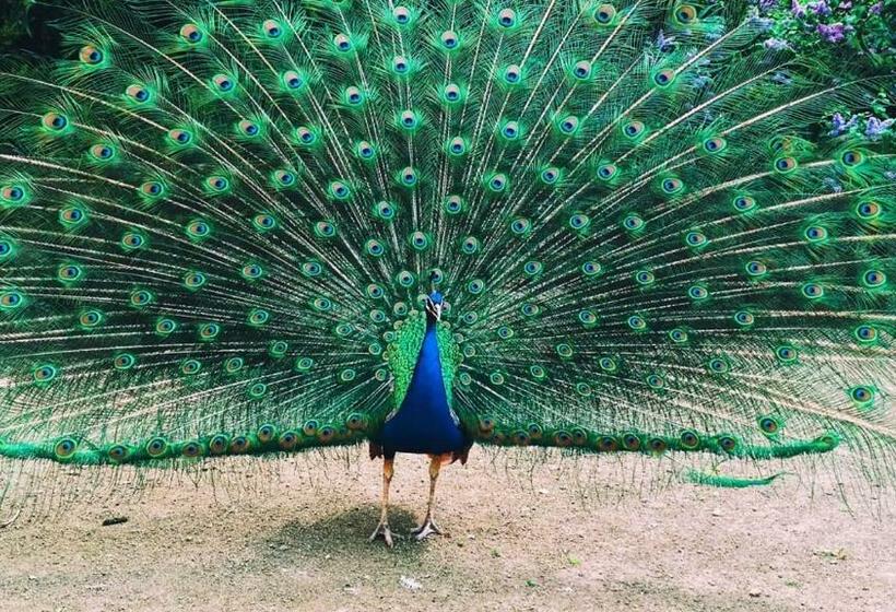 Medencére Néző Standard Szoba, Home In The Island