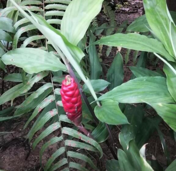 غرفة سوبيريور ثلاثية, The Wynn Kohjum