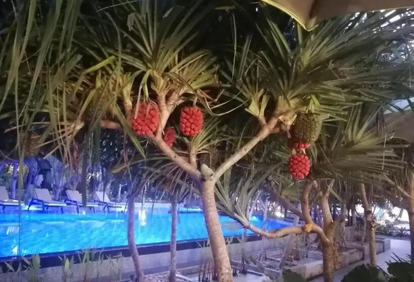デラックストリプルルーム, The Wynn Kohjum