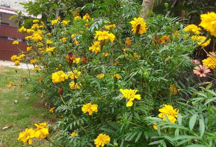 חדר סופריור, Gold Sand Resort