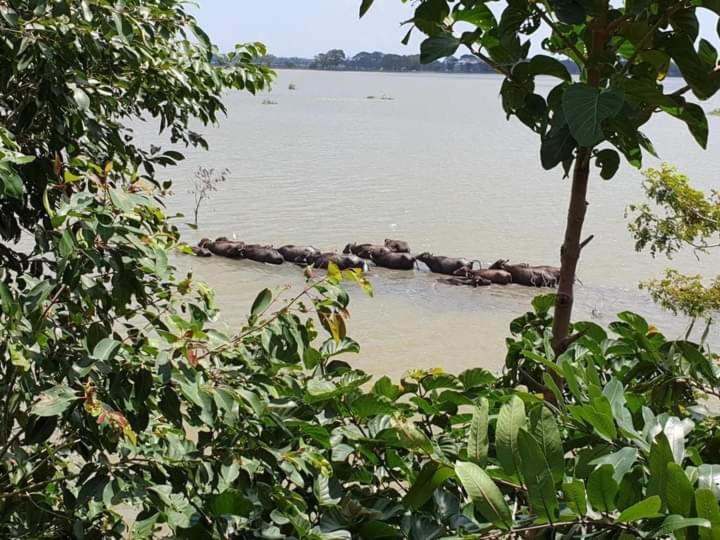 חדר סטנדרט נוף לאגם, Lake Face Cabana