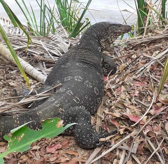 חדר משפחתי, Lake Face Cabana