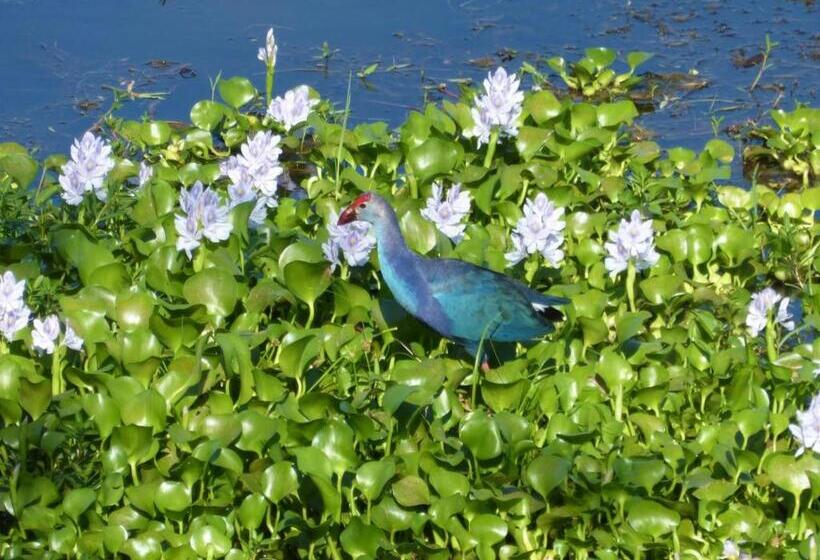 חדר סטנדרט נוף לאגם, Lake Face Cabana