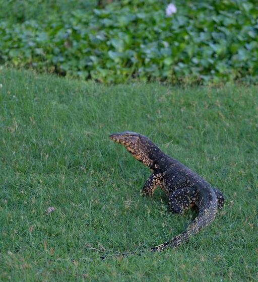 חדר משפחתי, Lake Face Cabana