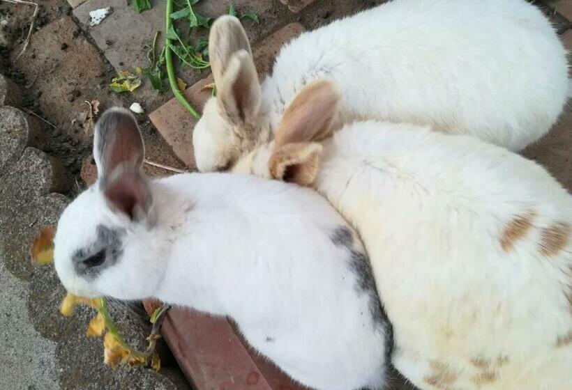 Дом 1 Спальня, Kōnotori No Sato No Yado   Vacation Stay 11111