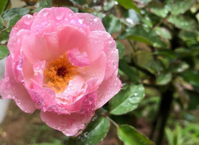 Chalet Superior 1 Dormitório, Trang An Moon Garden Homestay