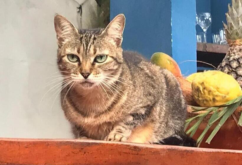 غرفة قياسية, Mais Que Nada Itacaré   Hostel, Bar & Breakfast