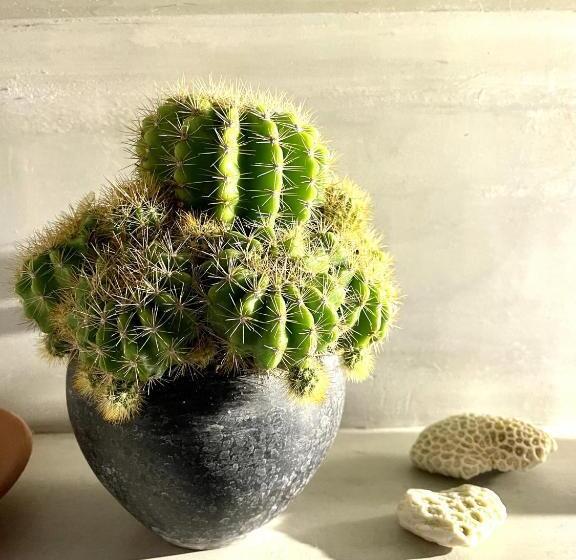 豪华房间, D  Art Villa Retreat And Spa