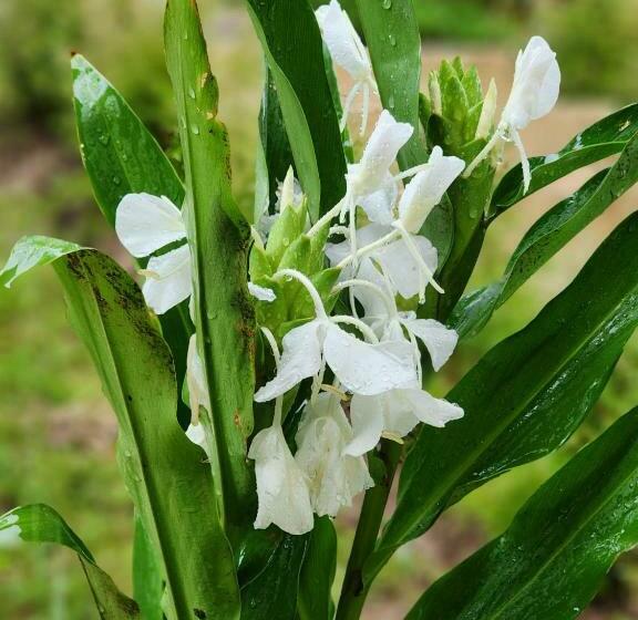 标准间带山景, Campson Heaven Resort