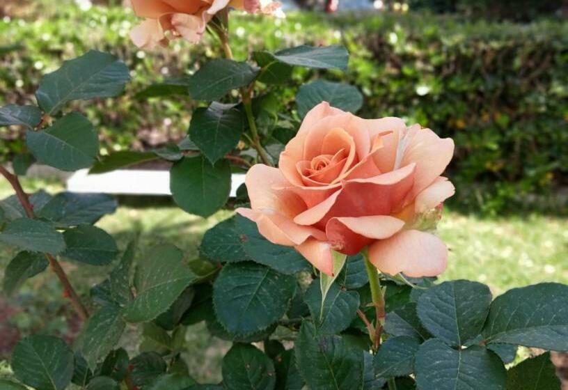 اتاق استاندارد, Villa Silvia B&b