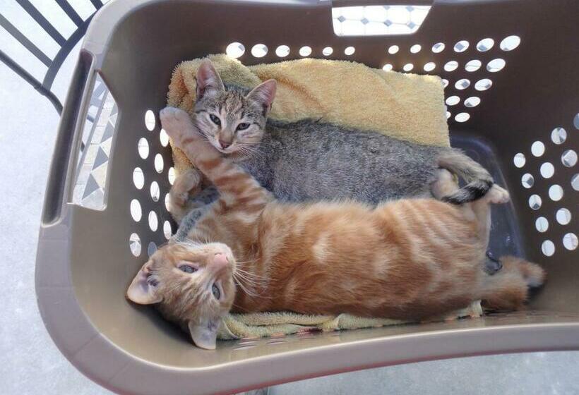 バス共有のスタンダードルーム, Le Corral Chambre D Hôte