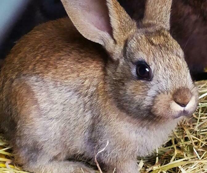 スタンダードルーム, Ferme Pedagogique Des Pennetieres