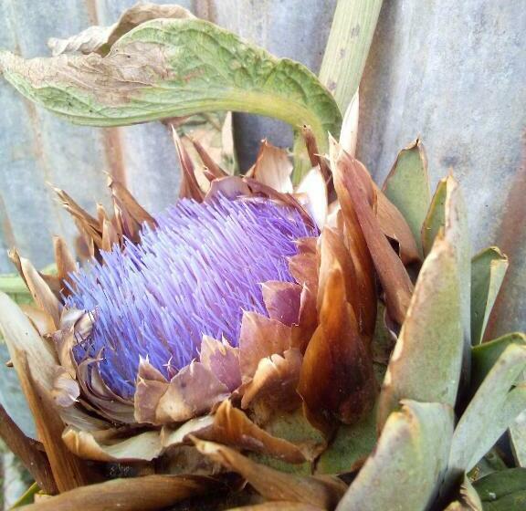 غرفة قياسية, Ferme Pedagogique Des Pennetieres