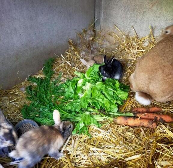 スタンダードルーム, Ferme Pedagogique Des Pennetieres