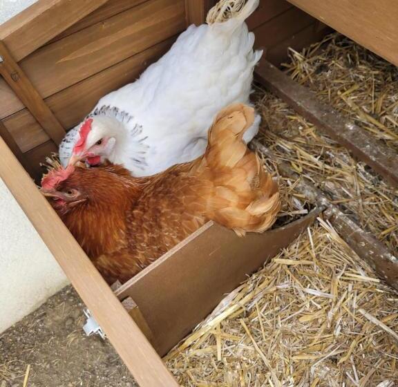 ハイドロマッサージバス付きスイート, Dream Of Mediterranean House, Jacuzzi, Bbq, Délices Ensoleillés