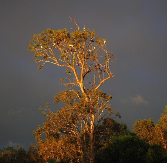 Хижина, Lake Weyba Cottages Noosa